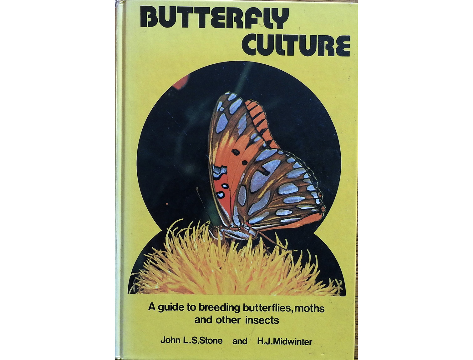 butterfly culture